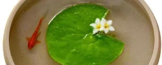 只用水不用土的植物,一片叶子就开花,简直太神奇了