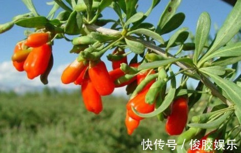 银耳|枸杞怎样泡，再重的肾虚几天就痊愈了，一治一个准，存了