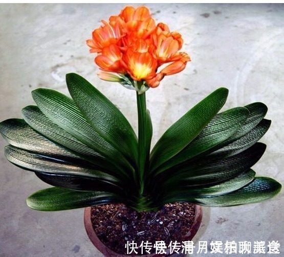 秘诀|掌握这个小秘诀,解决君子兰不开花难题!大家可以试一下