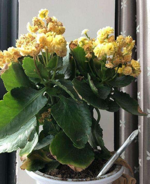 叶片|长寿花干瘪瘪改了3个小错误,新芽嗖嗖窜,爆花很简单