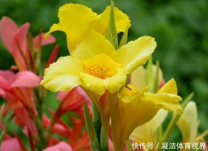 繁花似锦|家里喜欢养花,此款花卉四季常开,花色繁多易爆,四季繁花似锦