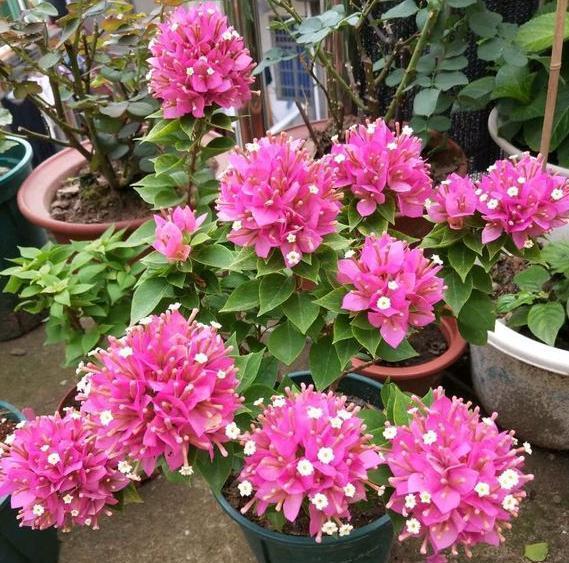 三角梅不开花，控水之前落下“这1步”，控完还是不开花