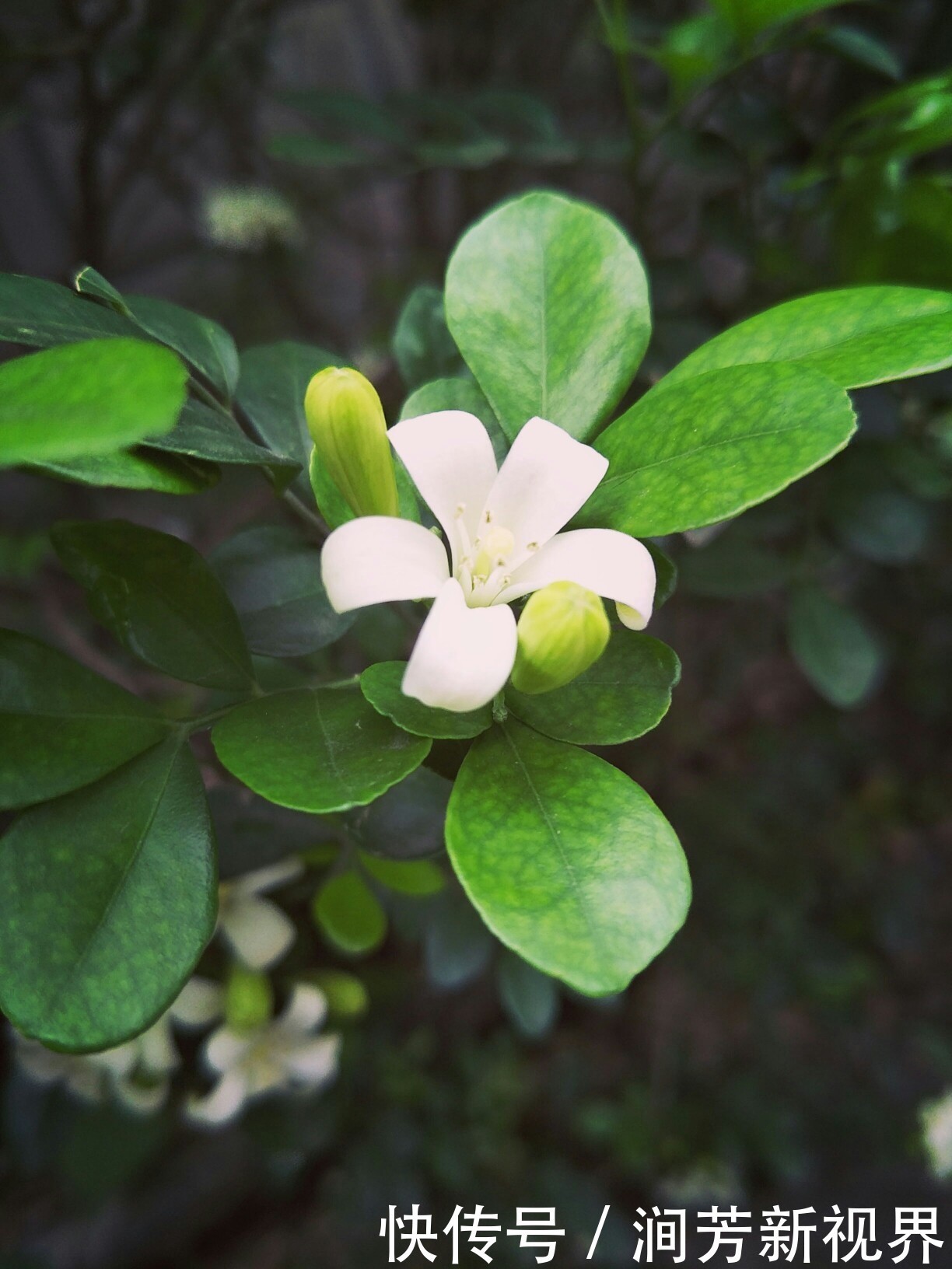  香味|此花香味可传百里，浓郁的香味有悠久的历史，寓意着爱情的俘虏