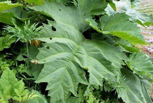 菠菜|农村一种像“菠菜”的野菜,俗称“金不换”,老中医的最爱