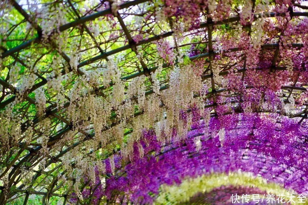 枝条|冬剪开始了,月季看见这种枝,就要赶紧剪