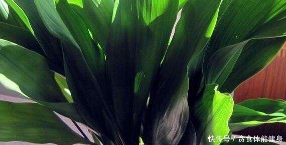 7种“耐阴花”,家中光照不足,照样生长茁壮,枝叶茂盛,长爆盆!