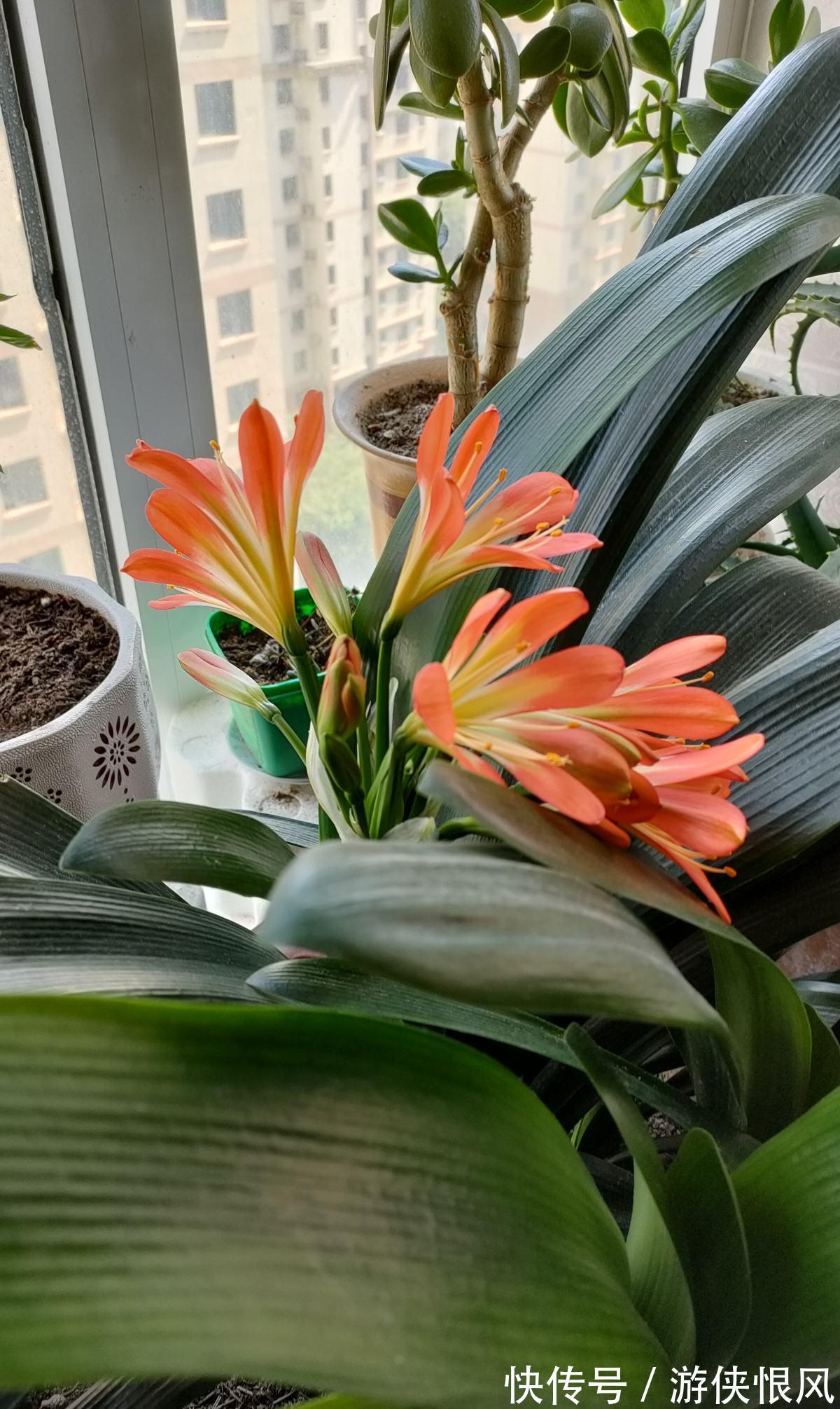 王大爷家的花8年没开，找到了4个窍门，很快就开花