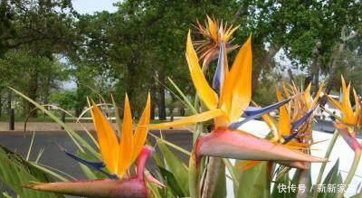 这种花鲜少人养,名字超好听,乃花卉极品