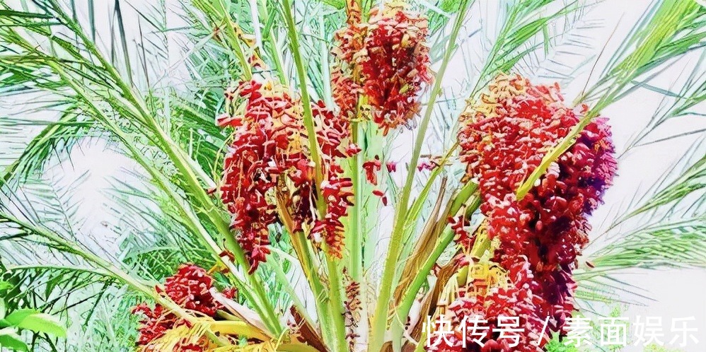 增强体质|想长寿要会吃，常食三种食物，美容养颜，增强体质，预防疾病