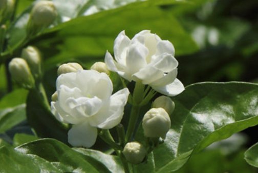 才能|这4种花“欠修理”,要经常来几刀,才能枝繁叶茂,花开不断