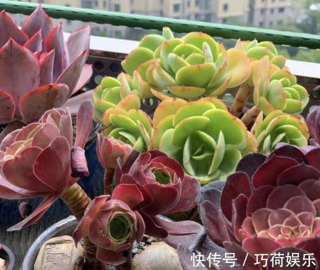 小苗|多肉植物小苗“度夏”难,教你4招,长出“小嫩叶”,根系壮!