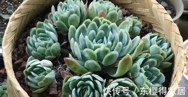 色彩斑斓|多肉冰梅这么养,能爆盆易变美,色彩斑斓惹人醉,还有迷人的香味