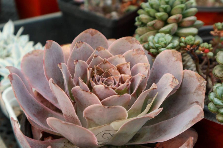  多肉植物|多肉冬季养护大全，记住5个“不要”，坚决不踩雷