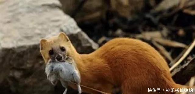 老鼠|为何老人们都说黄鼠狼不能杀?科学研究发现,原来真的不能杀