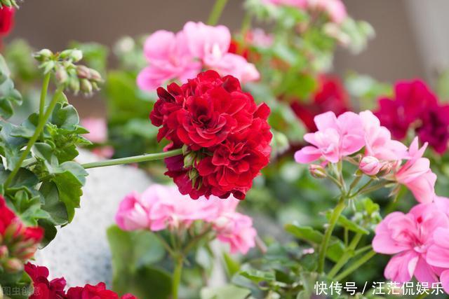 她家只养一种花,一年四季有花赏,原因是做好了四件事