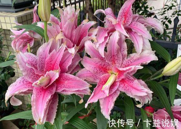 卧室养花避开这5种,熏得头晕脑胀,最容易失眠