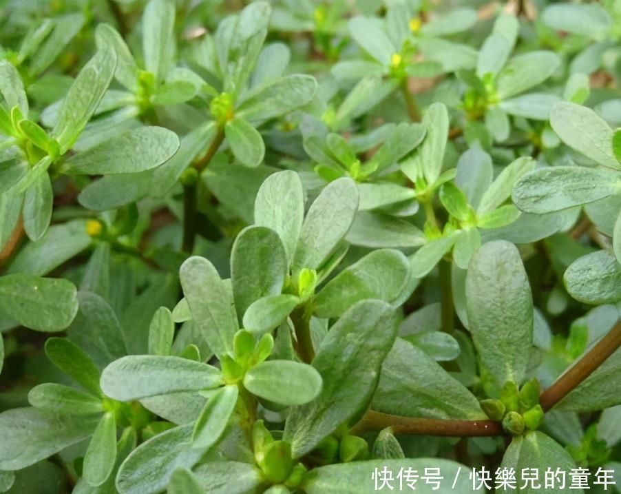 养颜|想长寿全靠吃,3种食物离不开,排毒养颜、滋润身体!