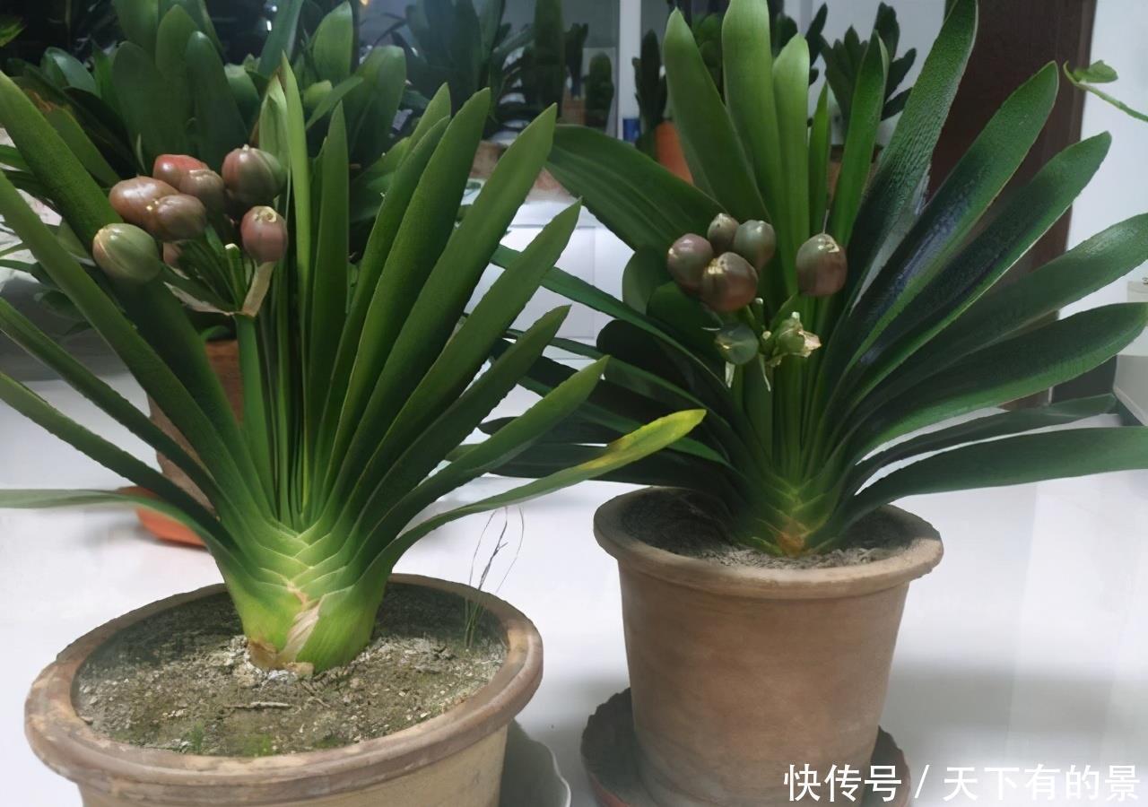  “花多多”肥料几十种，眼花缭乱看不懂？4种就够，多了没用！