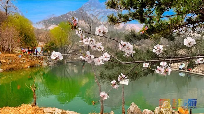 万亩桃花！北京这个地方已经美出天际了，假期去正好！