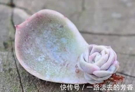 适宜|多肉叶插不生根,教你叶插五要素,10天就能长出小胡须