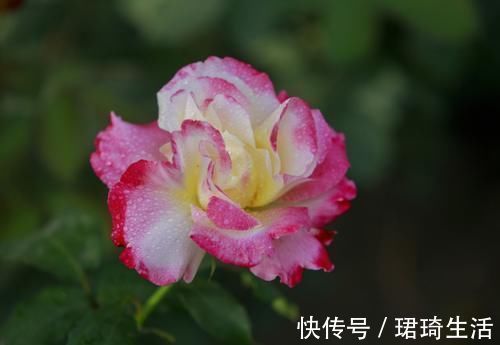 欢饮|3种花花期超长的,开花爆盆很简单,家里养一盆,赏花一整年