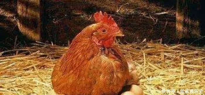 嘉靖|嘉靖帝的堂哥在樵夫家借宿，樵夫杀鸡招待，母亲大哭：别杀我儿媳