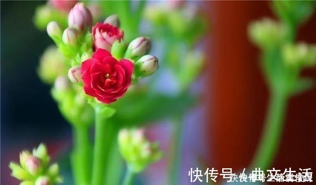 秋季|长寿花开花爆盆有秘诀，学会施肥就行了，砰砰开花全是花苞！