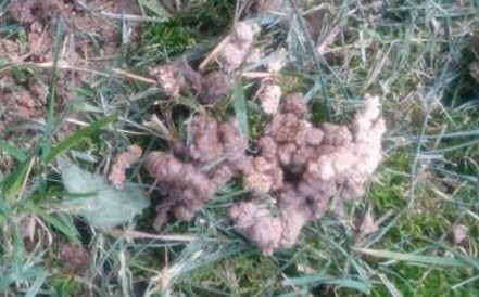 “小东西”扔盆里，盆栽都疯长，10年不施肥也能叶绿、根壮、花大