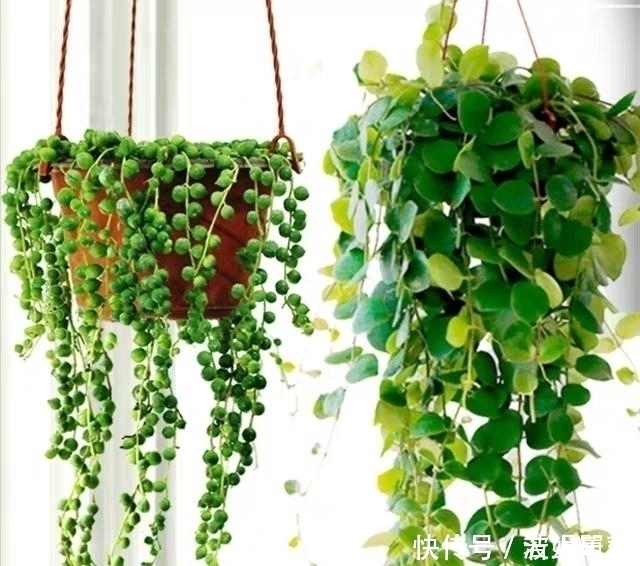 叶子|10款能吊起来养的多肉,一个比一个美,还不占地方