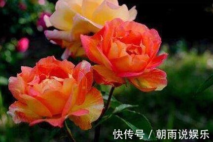 枝条|这6种漂亮的盆栽植物，原来不用花钱买，后悔现在才知道！