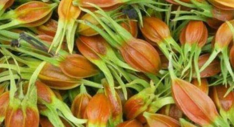 茜草科|女人常吃一物，炎症没了，卵巢也越来越健康，想呵护子宫不妨试试