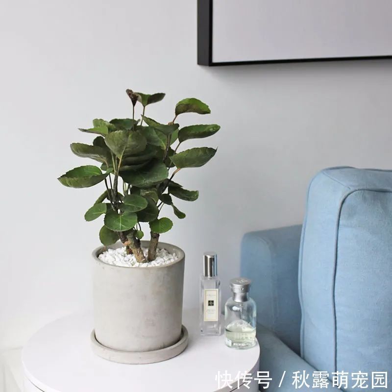 植物|八种命里带“钱”的植物，家里养一盆，招财又旺运，你家养了几种