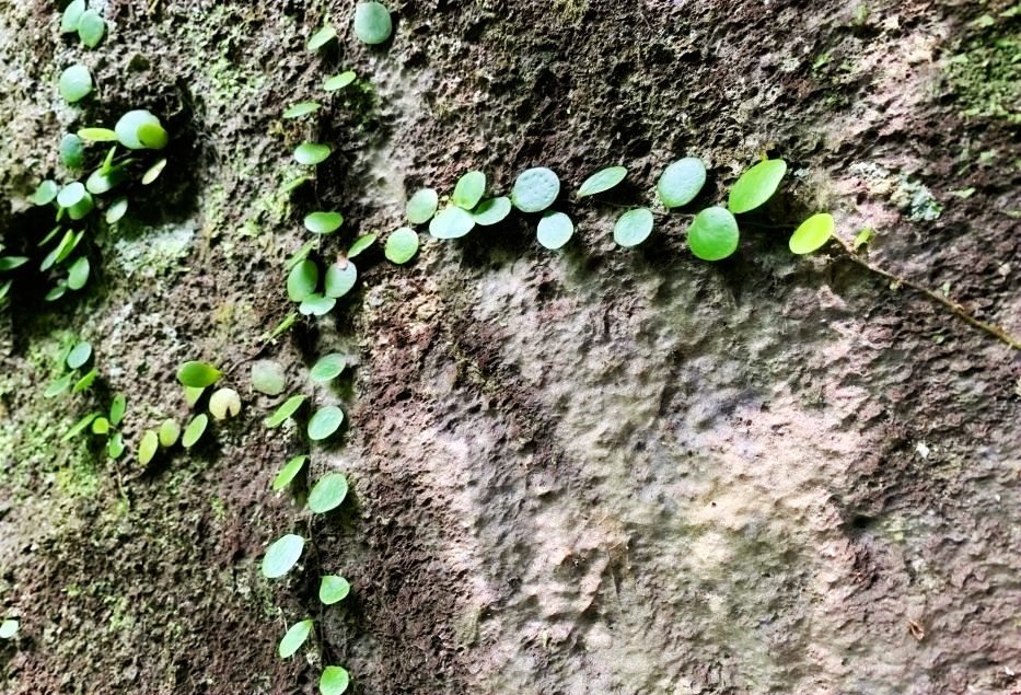 休闲|雨林观光、文化风情、休闲体验、健康养生——游呀诺达雨林文化旅游区