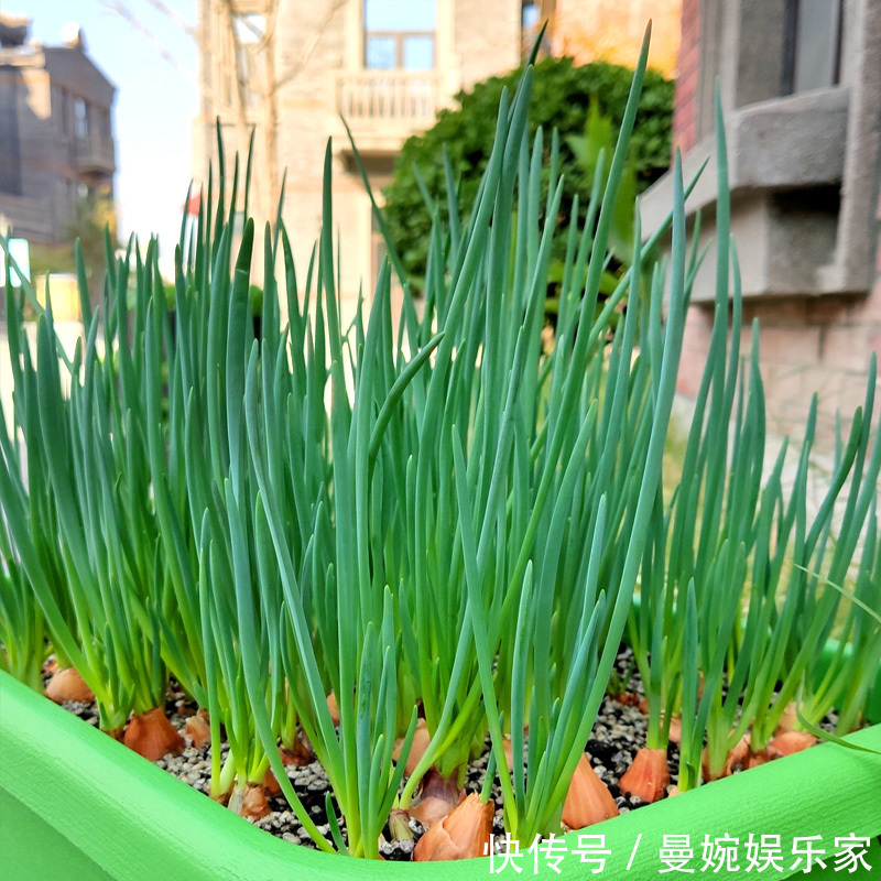 菜根|4种“小菜根”，吃完不要扔，埋在花盆里，半个月又长出新蔬菜