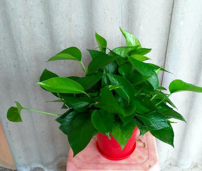 6种公认好养的懒人花,你家有几种,养护需要注意什么?