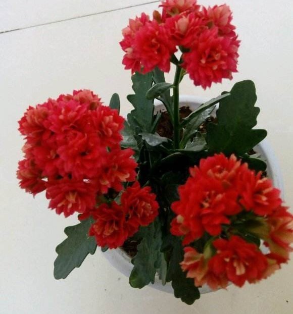 花色|75个长寿花品种，一个比一个美，一起来认识一下吧！