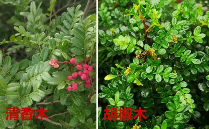 花骗子最爱卖的5种花,养花小白要记住,擦亮眼睛不上当