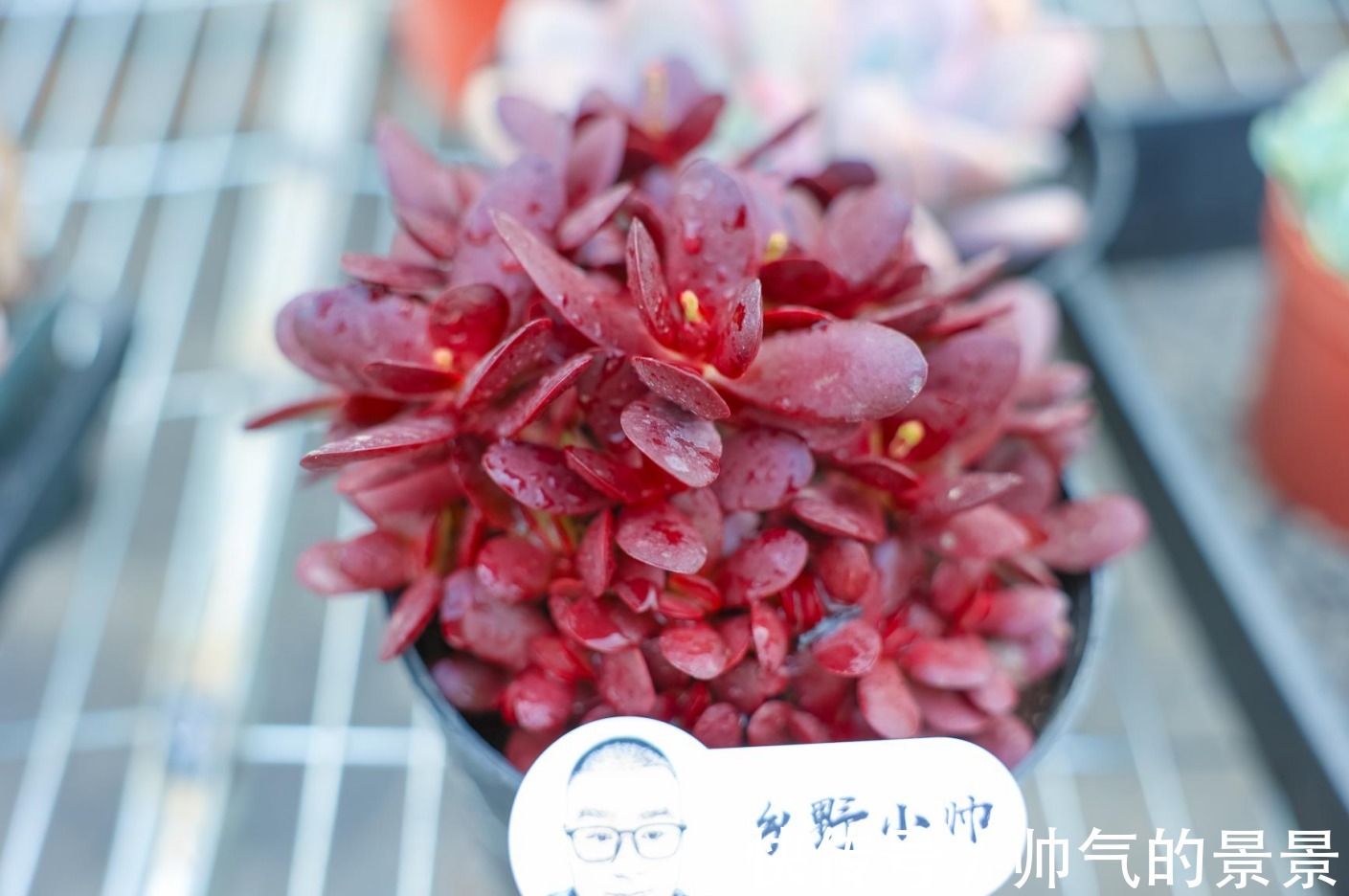 根系|多肉出现这几种情况,需要重新修根上盆,肉友们注意了