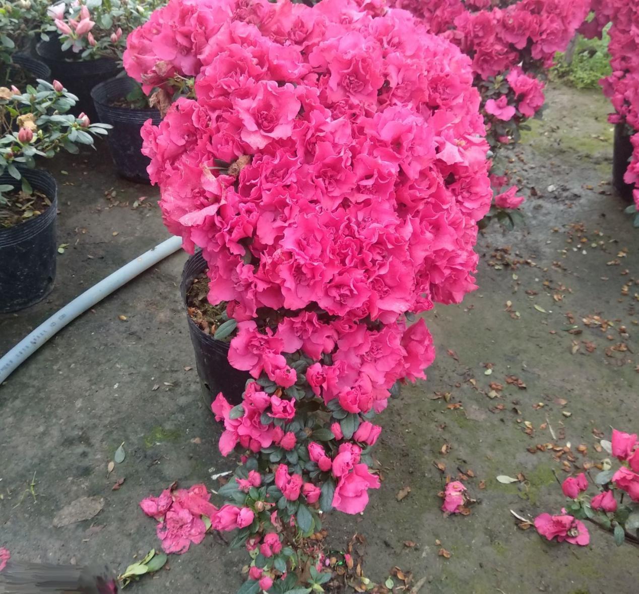 哪些资源能被制作成养花“神器”？这4类全可以