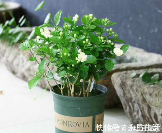 扦插|茉莉花最简单的繁殖方法，一个枝条就可以繁殖几棵，一学就会
