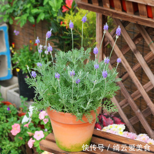 净化|卧室养花,就养几种“健康”花,空气清新促睡眠,一觉睡到大天亮