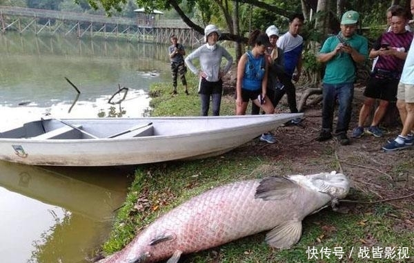 马来西亚一淡水湖中现南美巨滑舌鱼原因不明 快资讯