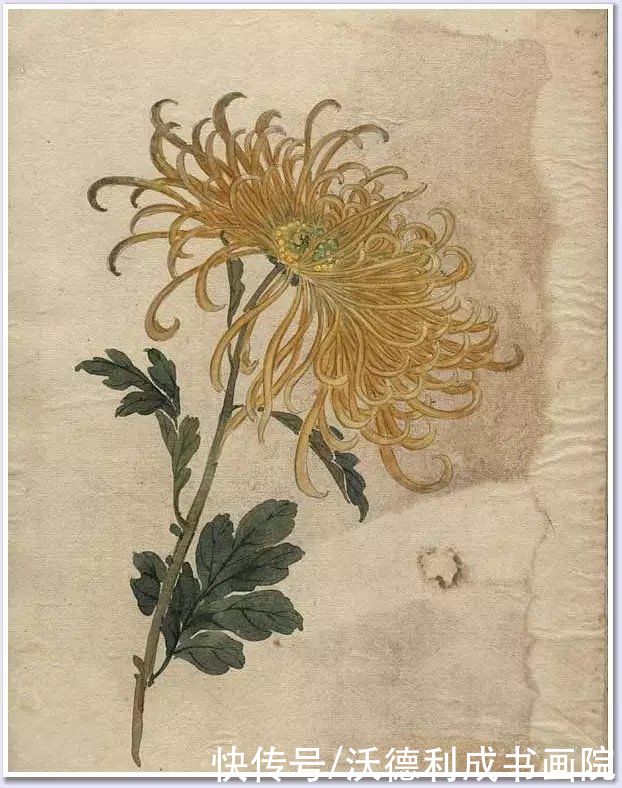 画菊|没骨百花图欣赏，美到骨子里