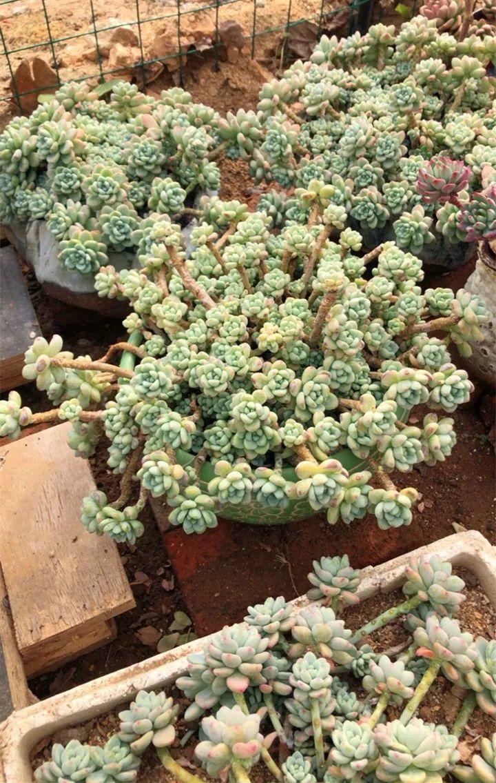 红边|姐姐养了9年的多肉,没有买肥就用它,个个长成精!