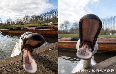 中年|游客划船旅游，天鹅蹦出来拦路抢劫！游客们扎心了。