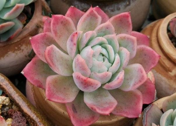 多肉根系|多肉好看、养护却是大问题,掌握5个小方法,盆栽越长越好
