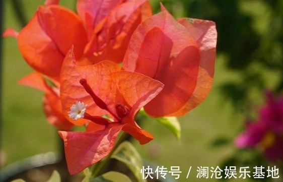 新手养花不如养一盆“橙雀三角梅”，色彩明快，花期长适合盆栽养