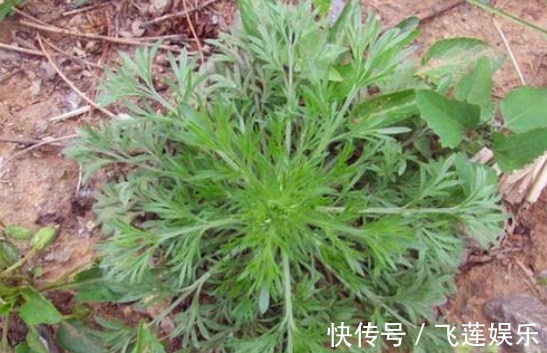 卷心菜|“肝”不好的人,每天坚持吃此4物,养肝排毒,“肝炎”或不来扰