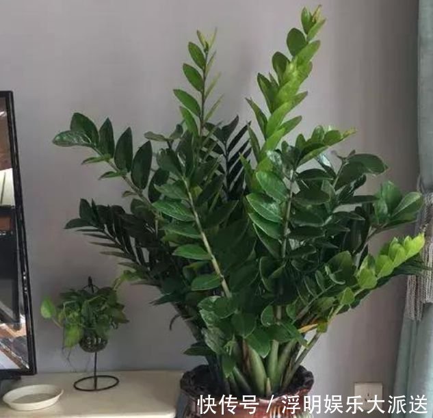 花期最长的“4种花”，福运财运旺，新的一年幸福满满！