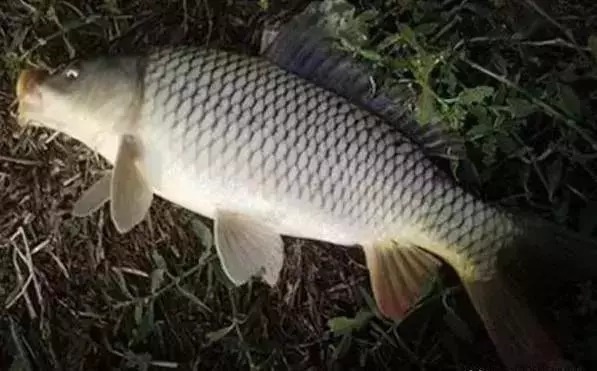 饵料|爆炸钩钓鲤鱼，一天十条大家伙绰绰有余，钓鱼钓到手发软